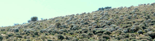 Nevada sheep
